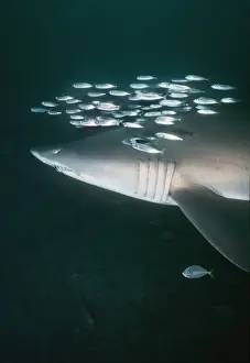 Herring Prints: Grey Nurse Shark - Shark is swimming with school of Herring