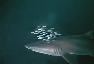 Herring Prints: Grey Nurse Shark - Sharks are swimming with school of herring in 90 feet of water