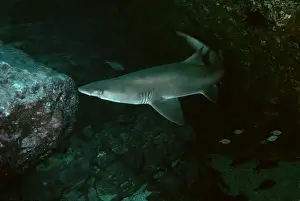 Grey Nurse Shark - This species is inactive during the day. They drift around the same location day after day. Seal Rocks. New South Wales, Australia GNS-020