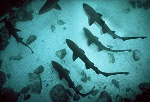 Seabed Prints: Grey Nurse Sharks - School of sharks drifting just above the sandy sea floor