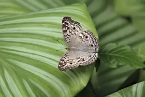 Grey Pansy Butterfly - resting on plant leaf, Emmen, Holland