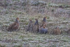 Images Dated 27th November 2004: Grey Partridge