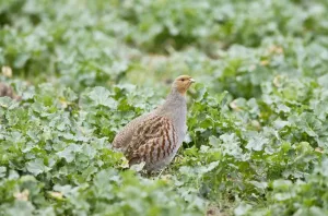 Partridges Prints: Grey Partridge - adult female stood in Rape Field - Oxon - UK - March
