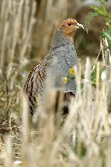 Grey Partridge - close up of male standing in Autumn stubble field - October - Narborough - Norfolk - UK
