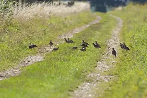 Partridges Prints: Grey Partridge - covey feeding on insects and seed heads Breckland track