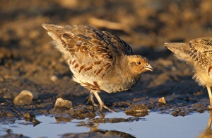 Images Dated 16th August 2006: Grey Partridge - drinking