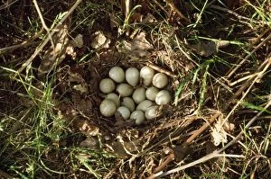 GREY PARTRIDGE EGGS - in nest on ground