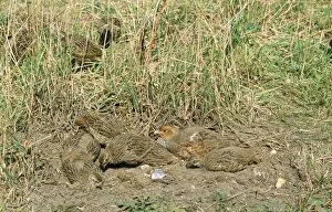 Images Dated 25th June 2010: Grey Partridge - female & chicks dust bathing