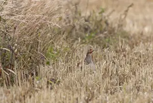 Grey Partridge - female on edge of barley stubble field with young - July - Gooderstone Noroflk UK