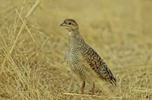 Francolin Prints: Grey Partridge / Francolin Ranthambhor National Park, India