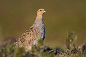 Images Dated 21st August 2005: Grey Partridge On heather moor. Swaledale. Yorkshire Dales National Park. UK