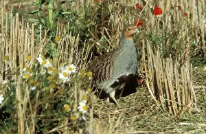 Stubble Prints: Grey Partridge Male