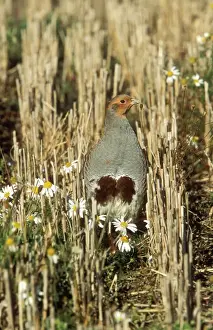 Stubble Prints: Grey Partridge Male
