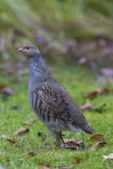 Gamebird Gallery: Grey Partridge - male on alert - Germany
