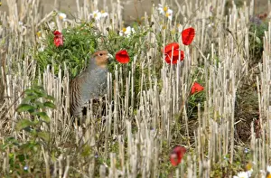 Partridges Prints: Grey Partridge - male in barley stubble field in the Autumn - Narborough - Norfolk - UK