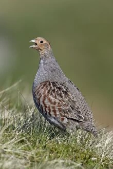 Grey Partridge - Male calling in nesting territory