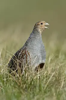 Grey Partridge Male calling in nesting territory Northumberland, England