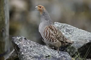 Images Dated 18th May 2005: Grey Partridge - Male calling from stone-wall Northumberland, England
