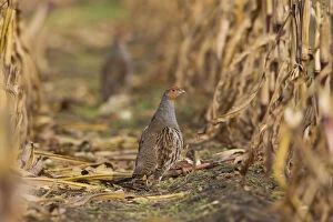 Gamebirds Gallery: Grey Partridge - male in corn field - Sweden