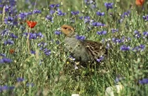 Grey PARTRIDGE - male with cornflowers and Common poppies (Papaver rhoeas)