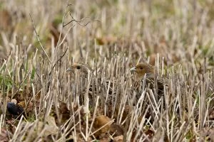 Images Dated 18th March 2008: Grey Partridge - male and female crouching in winter stubble with Autumn leaves. March