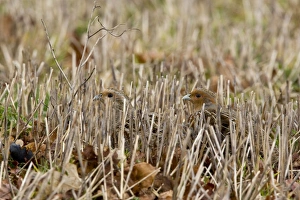 Images Dated 18th March 2008: Grey Partridge - male and female crouching in winter stubble with Autumn leaves. March