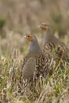Partridges Prints: Grey Partridge - male and Female standing in late winter barley stubble