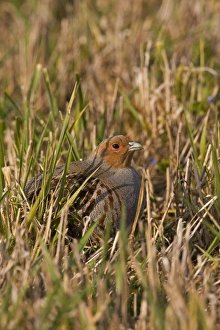 Images Dated 9th April 2008: Grey Partridge - male in grassland showing the red bare spots around the eye - April - Narborough