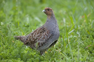 Attentive Gallery: Grey Partridge - male in spring - Germany