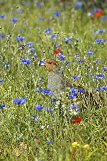 Grey Partridge - male standing in cornflowers round set-a-side headland, July, Fakenham, Norfolk, U. K