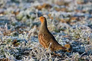 Frozen Prints: Grey Partridge -male standing in frost covered grassland - February - Gooderstone - Norfolk - UK
