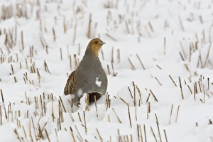 Images Dated 22nd March 2008: Grey Partridge - male standing in snow covered winter stubble field, March. Narborough, Norfolk, U.K
