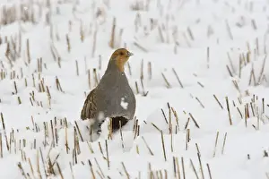 Partridges Prints: Grey Partridge - male standing in snow covered winter stubble field
