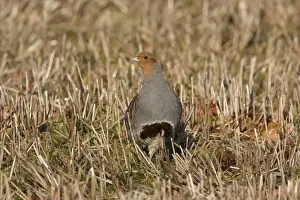 Partridges Prints: Grey Partridge - male standing in winter stubble with Autumn leaves