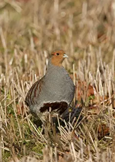 Grey Partridge - male standing in winter stubble with Autumn leaves. March. Gooderstone, Norfolk, U. K