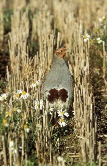 Grey PARTRIDGE - male in stubble with daisies