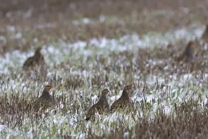 Grey Partridge - in snow covered winter stubble field, November. Narborough, Norfolk, U. K