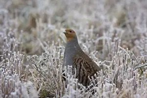 Partridges Prints: Grey Partridge - standing in frost covered winter stubble field showing bare patches below the eye