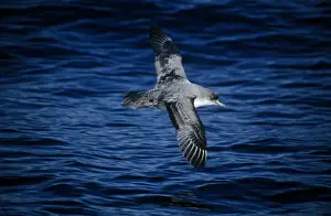 Petrels Prints: Grey Petrel - in flight