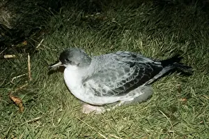 Grey Petrel - on grass