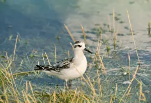 Phalarope Prints: Grey Phalarope - in water. Winter