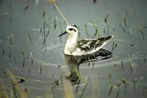 Phalarope Prints: Grey Phalarope - in winter