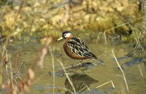 Phalarope Prints: Grey Phalaropes