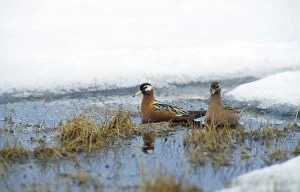 Images Dated 14th March 2007: Grey Phalaropes - summer Siberia