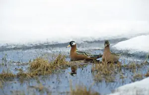 Phalarope Prints: Grey Phalaropes - summer Siberia