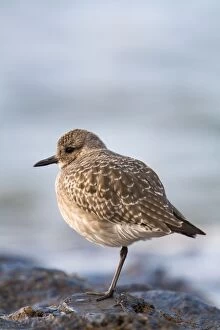 Images Dated 19th November 2007: Grey Plover - Cornwall - UK
