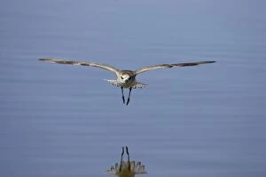 Grey Plover - in flight