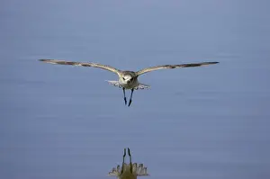 Grey Plover - in flight, Ding Darling NWR, florida, USA BI001980