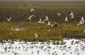 Grey Plover - flying over salt marsh Grey Plover showing black armpits at the tide edge Green Plover and Golden Plover also flying. Nvember The Wash Norfolk UK