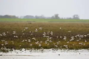 Plovers Prints: Grey Plover - flying over salt marsh showing black armpits at the tide edge